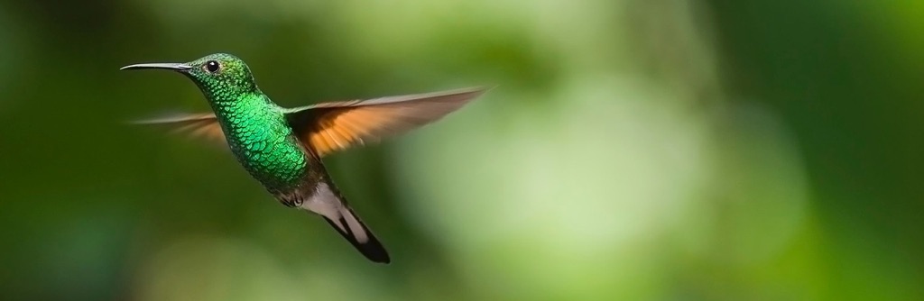 Hummingbird: a symbol for pre-content companies