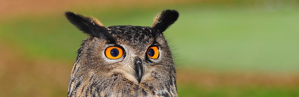 Owl: a symbol for intermediate, teaching companies