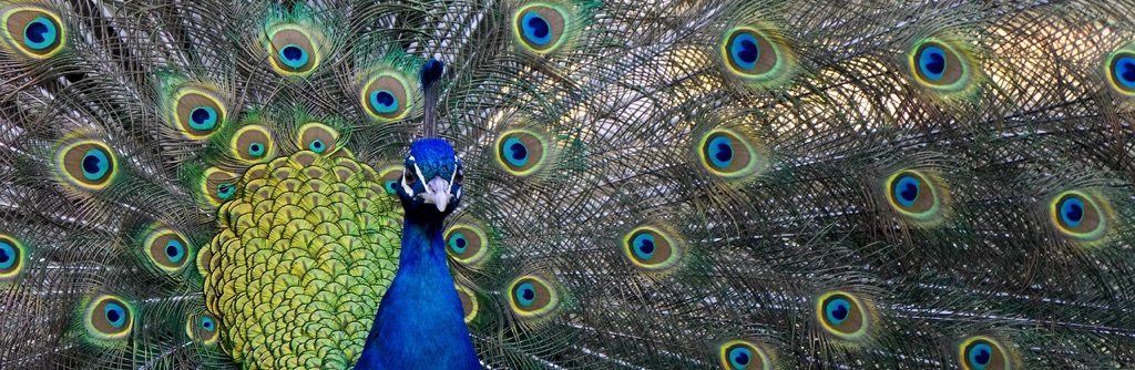 Peacock: a symbol for beginner companies